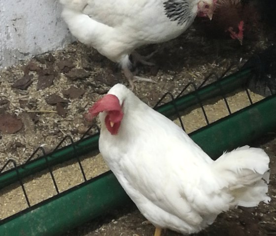 Hühner auf dem Hof Hühner auf dem Hof