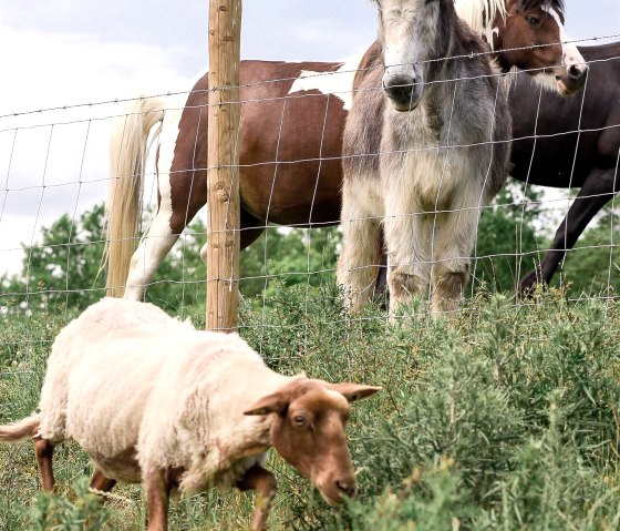 Nengshof-7067 Nengshof-7067