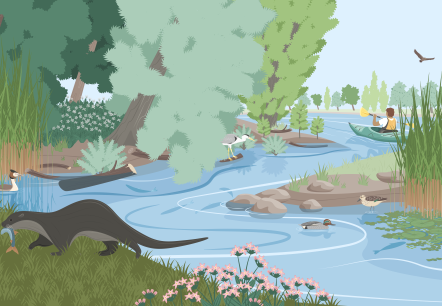 Lebensraum Auen und Fließgewässer , © Sophia M. Phildius | Wissenskommunikation Lebensraum Auen und Fließgewässer , © Sophia M. Phildius | Wissenskommunikation