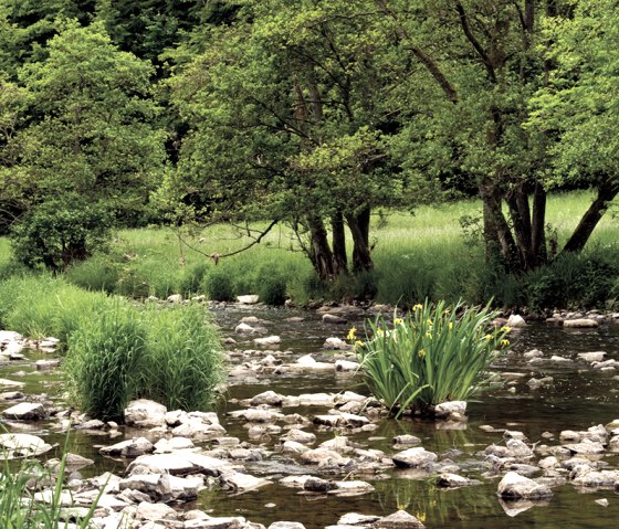 Der Fluss Prüm auf dem Prümtalweg, © Naturpark Südeifel, Pierre Haas Der Fluss Prüm auf dem Prümtalweg, © Naturpark Südeifel, Pierre Haas
