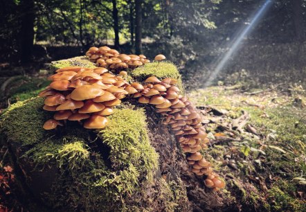 Pilze auf einem Baumstumpf, © Felsenland Südeifel/Anna Carina Krebs Pilze auf einem Baumstumpf, © Felsenland Südeifel/Anna Carina Krebs