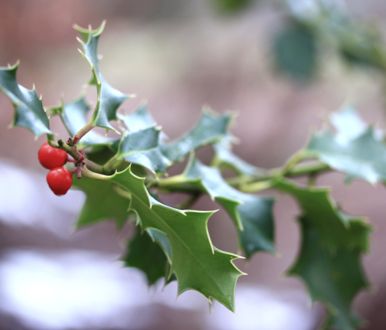 Stechpalme, © Naturpark Südeifel Stechpalme, © Naturpark Südeifel