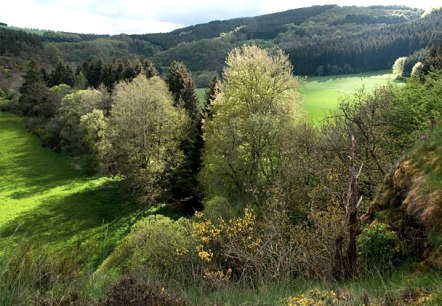 Irsental bei Daleiden, © V. Teuschler Irsental bei Daleiden, © V. Teuschler