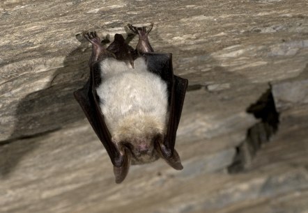 Großes Mausohr, © Naturpark Südeifel/Horst Jegen. Großes Mausohr, © Naturpark Südeifel/Horst Jegen.