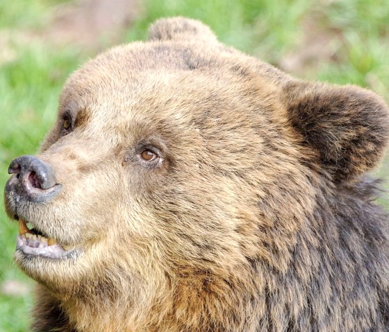 14eifelpark-braunbaer, © Eifelpark Gondorf 14eifelpark-braunbaer, © Eifelpark Gondorf