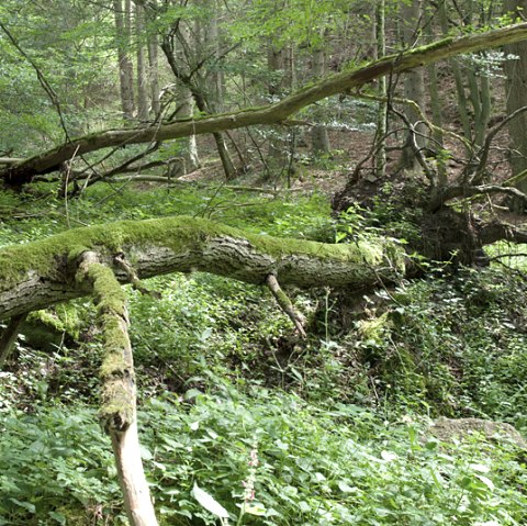 Waldidyll, © V. Teuschler Waldidyll, © V. Teuschler