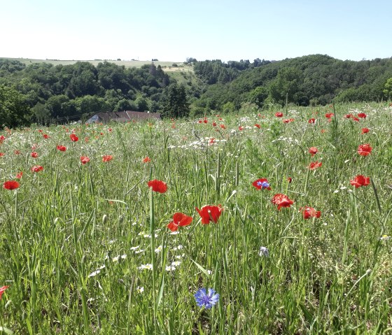 Blühender Mohn und Kornblumen oberhalb von Utscheid, © Felsenland Südeifel Tourismus, Natalie Mainz Blühender Mohn und Kornblumen oberhalb von Utscheid, © Felsenland Südeifel Tourismus, Natalie Mainz