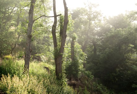 Eifelwald, © V. Teuschler Eifelwald, © V. Teuschler