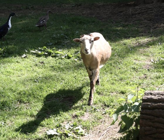 Zoo-alt01, © Eifel-Zoo, Wallpott Zoo-alt01, © Eifel-Zoo, Wallpott