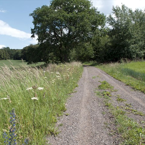 Ein Feldweg am Waldrand mit hohen Gräsern und Wildblumen, blauer Himmel und weiße Wolken., © V. Teuschler Ein Feldweg am Waldrand mit hohen Gräsern und Wildblumen, blauer Himmel und weiße Wolken., © V. Teuschler