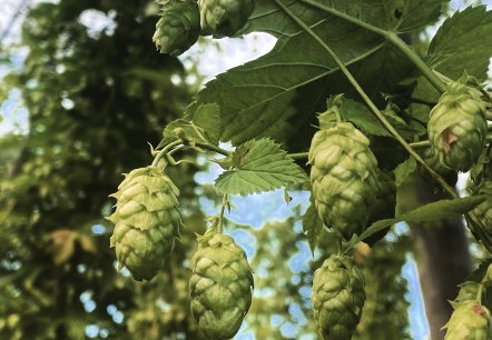 Hopfen, © Felsenland Südeifel Tourismus GmbH / Anna Carina Krebs Hopfen, © Felsenland Südeifel Tourismus GmbH / Anna Carina Krebs