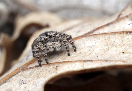 Springspinne, © VDN-Fotoportal/Angelika Hecht Springspinne, © VDN-Fotoportal/Angelika Hecht