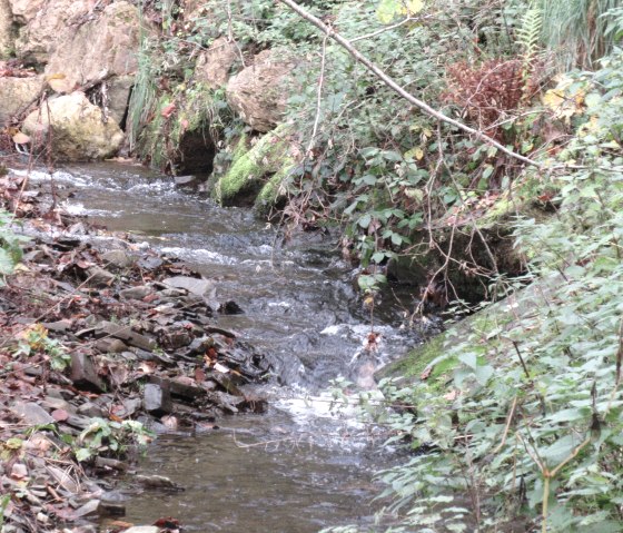 A small stream flows through a wooded valley. The banks are covered with green vegetation and rocks. Autumn leaves are scattered about., © Felsenland Südeifel Tourismus GmbH, Natalie Mainz A small stream flows through a wooded valley. The banks are covered with green vegetation and rocks. Autumn leaves are scattered about., © Felsenland Südeifel Tourismus GmbH, Natalie Mainz