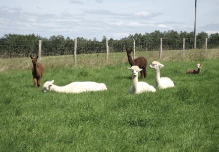 Alpakas auf der Weide, © Leanette Lux Alpakas auf der Weide, © Leanette Lux