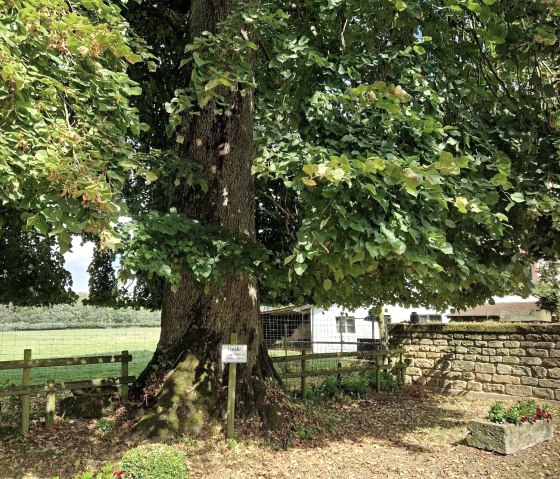 Linde, © Felsenland-Südeifel Tourismus GmbH Linde, © Felsenland-Südeifel Tourismus GmbH