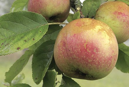 Streuobst, © NP Südeifel ZV Streuobst, © NP Südeifel ZV