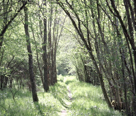 Pfad an der Irsen, © Tourist-Information Islek Pfad an der Irsen, © Tourist-Information Islek