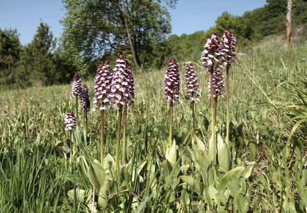 Purpur-Knabenkraut (Orchis purpurea), © Günter Müller Purpur-Knabenkraut (Orchis purpurea), © Günter Müller