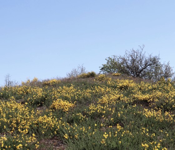 Ginsterheiden im Irsental, © Tourist-Information Islek Ginsterheiden im Irsental, © Tourist-Information Islek