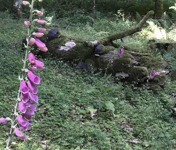 Eine lila Fingerhutblume wächst neben einem moosbedeckten Baumstamm im Wald, umgeben von grüner Vegetation., © TI Bitburger Land Eine lila Fingerhutblume wächst neben einem moosbedeckten Baumstamm im Wald, umgeben von grüner Vegetation., © TI Bitburger Land