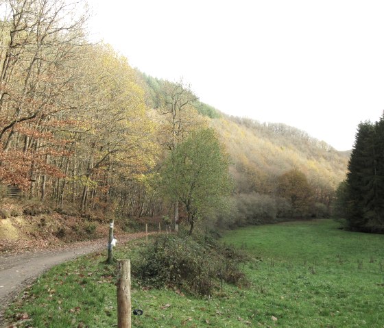 Autumnal forest path in the Radenbach valley, lined with trees with colorful foliage. A green meadow stretches to the right of the path., © Felsenland Südeifel Tourismus GmbH, Natalie Mainz Autumnal forest path in the Radenbach valley, lined with trees with colorful foliage. A green meadow stretches to the right of the path., © Felsenland Südeifel Tourismus GmbH, Natalie Mainz