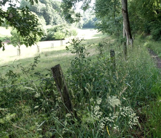 In the Lammbach Valley, © V. Teuschler In the Lammbach Valley, © V. Teuschler