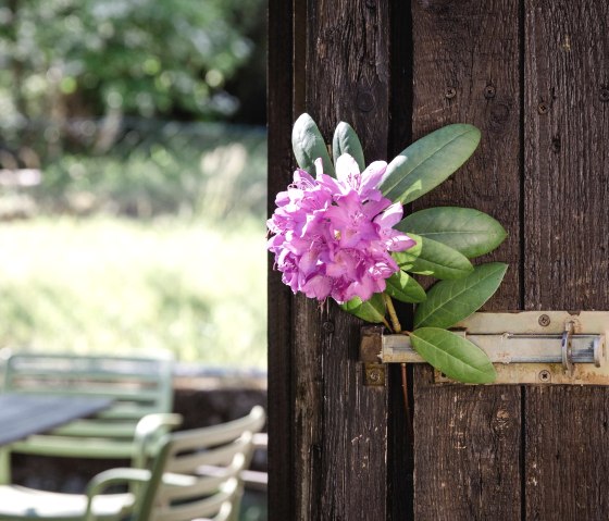 Life's small wonders Life's small wonders