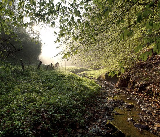 Ein Waldweg mit üppigem Grün, Sonnenlicht bricht durch die Bäume. Ein kleiner Bach fließt entlang des Weges, umgeben von dichtem Laub., © Naturpark Südeifel, V. Teuschler Ein Waldweg mit üppigem Grün, Sonnenlicht bricht durch die Bäume. Ein kleiner Bach fließt entlang des Weges, umgeben von dichtem Laub., © Naturpark Südeifel, V. Teuschler