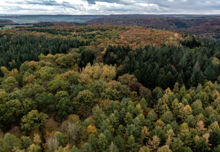 Wald Ernzen, © Naturpark Südeifel/Philipp Köhler Wald Ernzen, © Naturpark Südeifel/Philipp Köhler