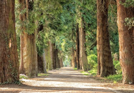 Wald, © Pixabay Wald, © Pixabay