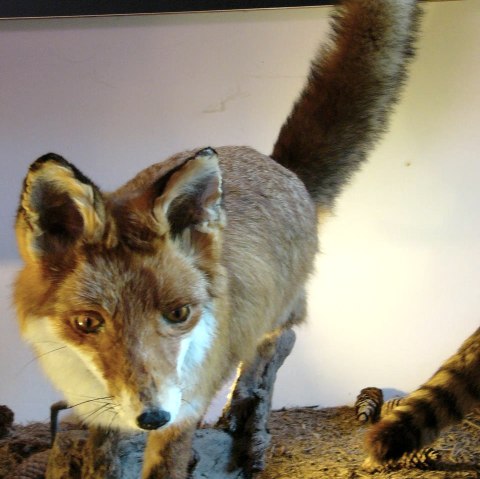 Haus der Jagd Ernzen - Fuchsmodell, © Holger Weber Haus der Jagd Ernzen - Fuchsmodell, © Holger Weber