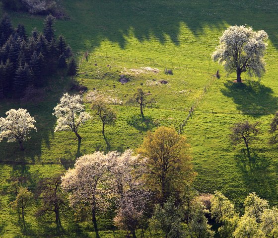 View of the Prümtal valley: blossoming trees cast long shadows on green meadows surrounded by forest. The landscape is idyllic and peaceful., © Charly Schleder View of the Prümtal valley: blossoming trees cast long shadows on green meadows surrounded by forest. The landscape is idyllic and peaceful., © Charly Schleder