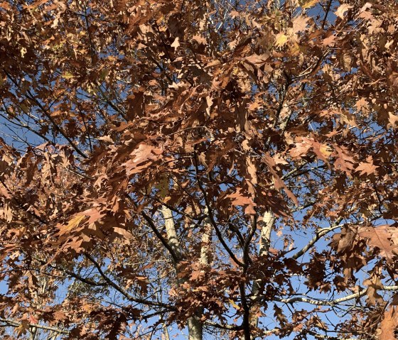 Roteiche, © Naturpark Südeifel/Daniela Torgau Roteiche, © Naturpark Südeifel/Daniela Torgau