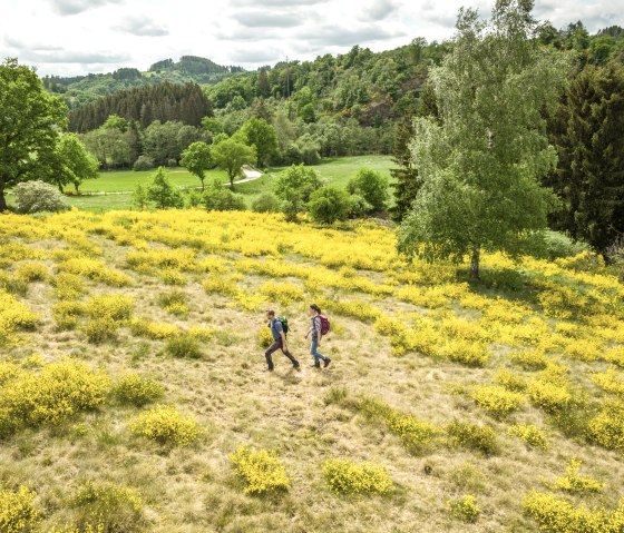 Zwei Wanderer gehen durch eine Landschaft mit blühendem gelbem Ginster, umgeben von grünen Wiesen und Bäumen., © Eifel Tourismus GmbH, Dominik Ketz Zwei Wanderer gehen durch eine Landschaft mit blühendem gelbem Ginster, umgeben von grünen Wiesen und Bäumen., © Eifel Tourismus GmbH, Dominik Ketz