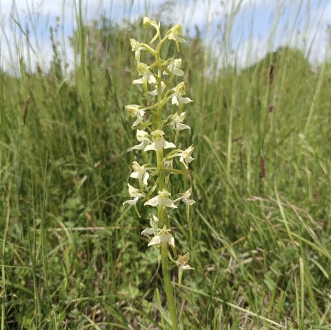Orchideenwanderung, © TI Bitburg Orchideenwanderung, © TI Bitburg