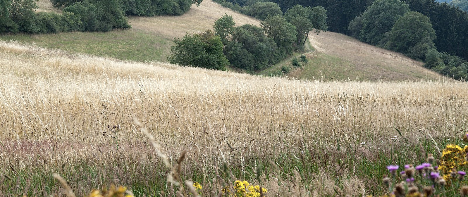 Naturnahes Erlebnis bei Plütscheid, © Volker Teuschler Naturnahes Erlebnis bei Plütscheid, © Volker Teuschler