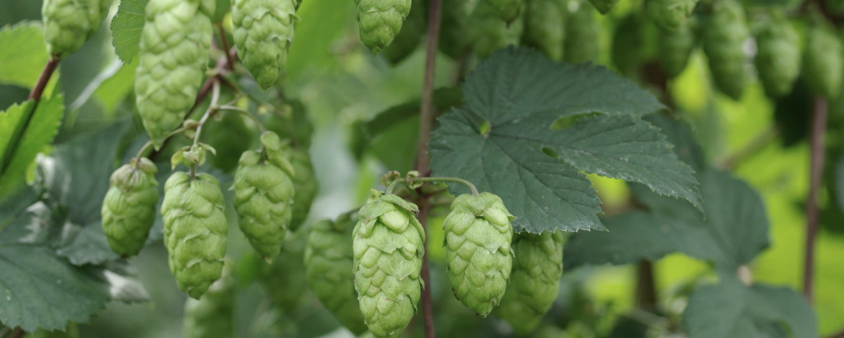 Hopfen, © Felsenland Südeifel Tourismus Gmbh, Peter Weber Hopfen, © Felsenland Südeifel Tourismus Gmbh, Peter Weber