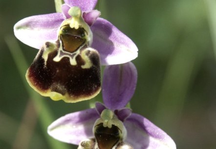 Hummel-Ragwurz (Ophrys holoserica), © Naturpark Südeifel/Werner Becker Hummel-Ragwurz (Ophrys holoserica), © Naturpark Südeifel/Werner Becker
