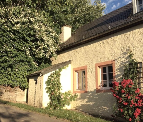 Alte Rosenarten an der Hauswand Alte Rosenarten an der Hauswand