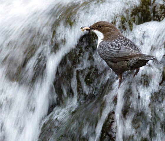 Wasseramsel, © Naturpark Südeifel/Thomas Kirchen. Wasseramsel, © Naturpark Südeifel/Thomas Kirchen.
