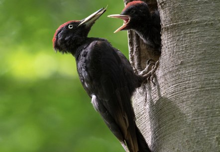 Schwarzspecht, © Naturpark Südeifel/Horst Jegen Schwarzspecht, © Naturpark Südeifel/Horst Jegen