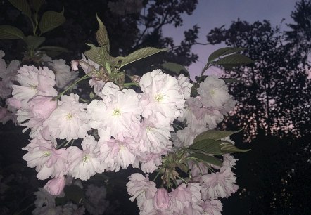 Kirschblüte Kirschblüte