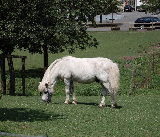 Pony reiten auf "Susi" & "Stella" Pony reiten auf "Susi" & "Stella"