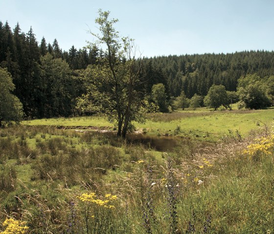Landschaft mit grüner Wiese, Bäumen und kleinem Fluss, umgeben von dichtem Wald. Gelbe Blumen im Vordergrund., © Naturpark Südeifel, Joelle Mathias Landschaft mit grüner Wiese, Bäumen und kleinem Fluss, umgeben von dichtem Wald. Gelbe Blumen im Vordergrund., © Naturpark Südeifel, Joelle Mathias