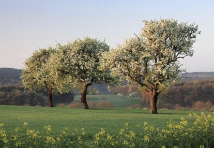 Streuobstbäume, © Naturpark Südeifel/Charly Schleder Streuobstbäume, © Naturpark Südeifel/Charly Schleder