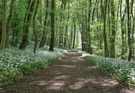 Wald, © Pixabay Wald, © Pixabay