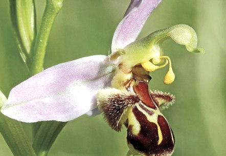 Bienenragwurz, © G. Müller Bienenragwurz, © G. Müller