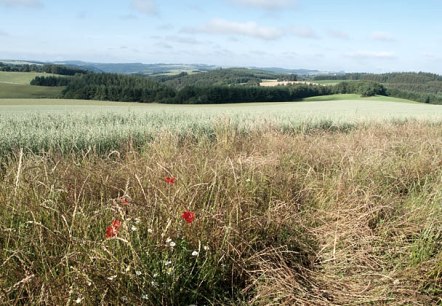 Blick über Bommert, © V. Teuschler Blick über Bommert, © V. Teuschler