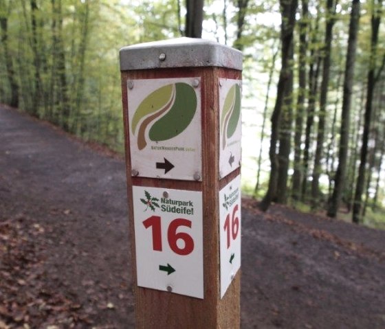 Ein Wegweiser im Naturpark Südeifel zeigt Route 16 an. Der Pfad führt durch einen dichten, grünen Wald. Ein Wegweiser im Naturpark Südeifel zeigt Route 16 an. Der Pfad führt durch einen dichten, grünen Wald.