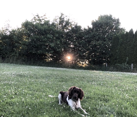 Eingezäunte große Wiese Eingezäunte große Wiese